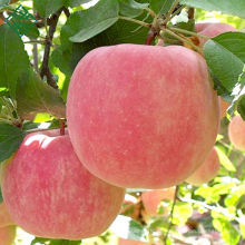 preço de maçã a granel em massa fuji preço de exportação de frutas